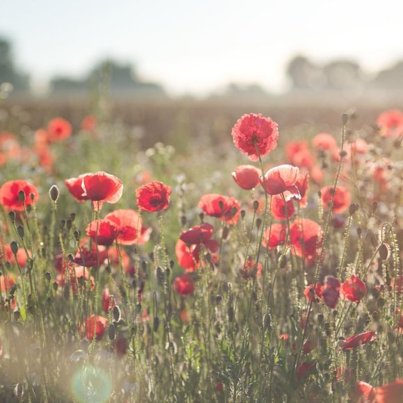 Meet your Posher, Plants & Flowers - Picture 1 of 1